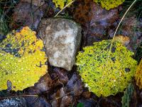 Herbstliche Birkenblätter umgeben einen kleinen Stein